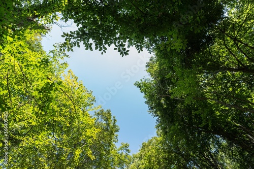 Blue Sky and Trees in a Forest