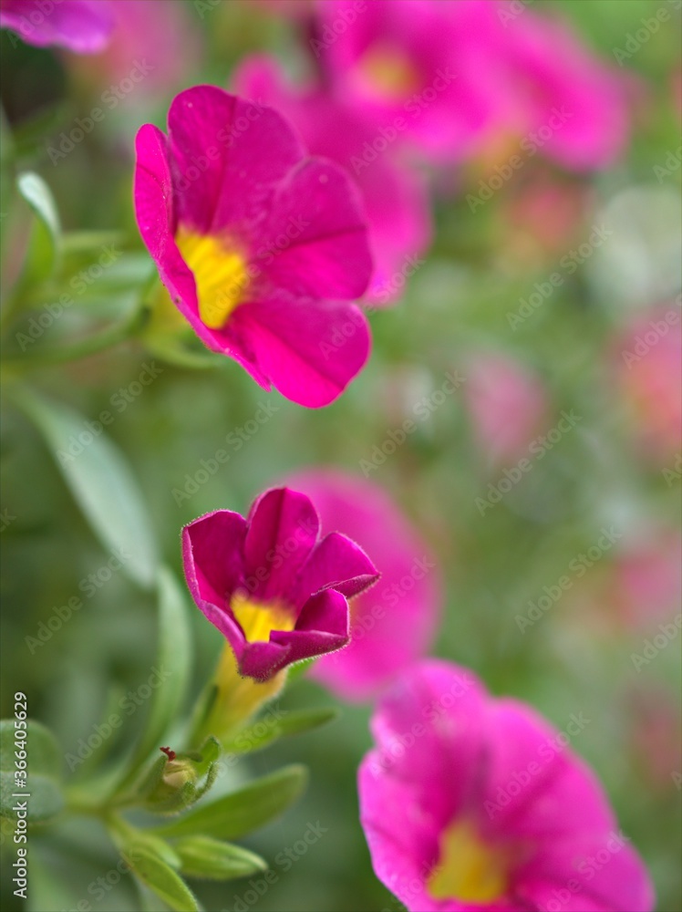Closeup pink petals of petunia flowers plants in garden with green leaf and colorful blurred background , macro image, sweet color for card design ,soft focus Closeup pink petals of petunia flowers plants in garden with green leaf and colorful blurred background , macro image, sweet color for card design ,soft focus