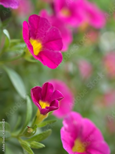 Closeup pink petals of petunia flowers plants in garden with green leaf and colorful blurred background   macro image  sweet color for card design  soft focus