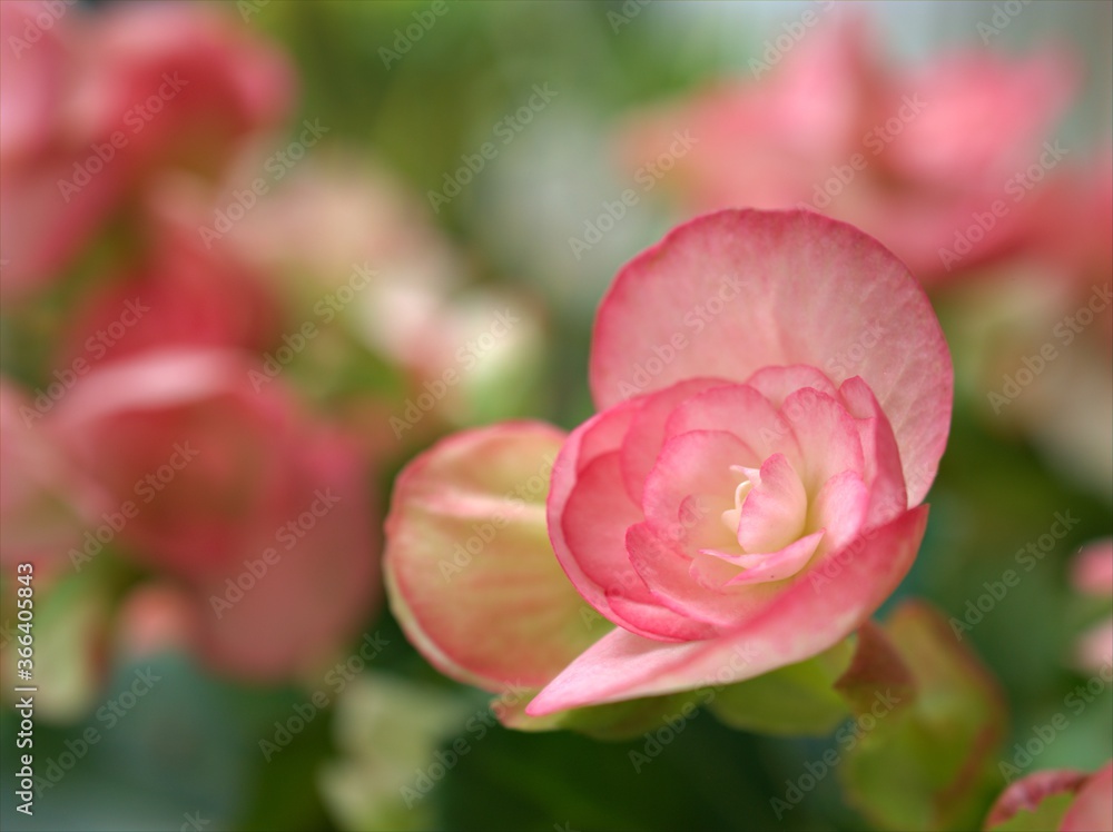 Closeup petals pink of begonia flower plants in garden with blurred background ,macro image ,soft focus , sweet color for card design