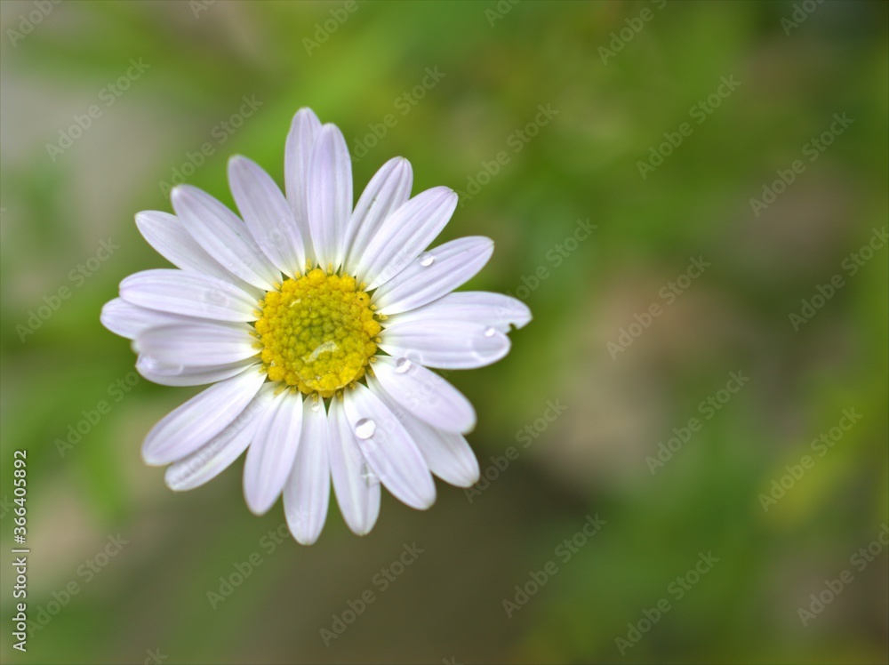 Closeup white petals of common daisy flower plants in garden with bright green blurred background ,macro image ,soft focus ,sweet color for card design Closeup white petals of common daisy flower plants in garden with bright green blurred background ,macro image ,soft focus ,sweet color for card design