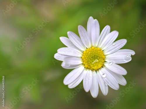 Closeup white petals of common daisy flower plants in garden with water drops and blurred background  macro image   sweet color for card design