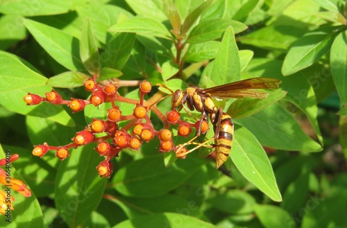 Tropical wasp on hamelia plant in Florida zoological garden, closeup