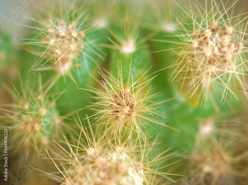 Closeup green cactus  succulent plant  desert    Golden barrel  with soft focus and blurred  macro image for card design