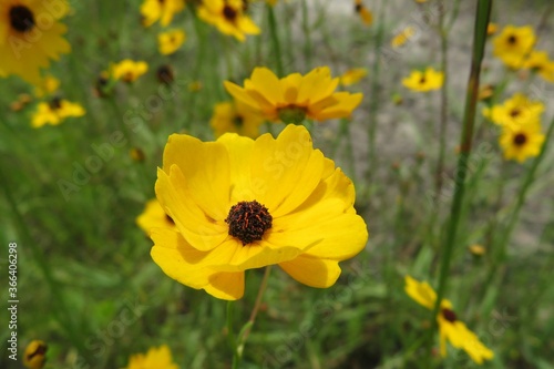 Yellow coreopsis flowers on the meadow in Florida nature  closeup