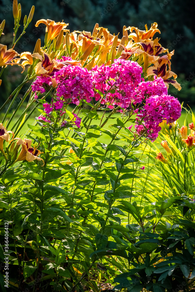 Obraz premium A beautiful flower bed in the backyard of a private house.