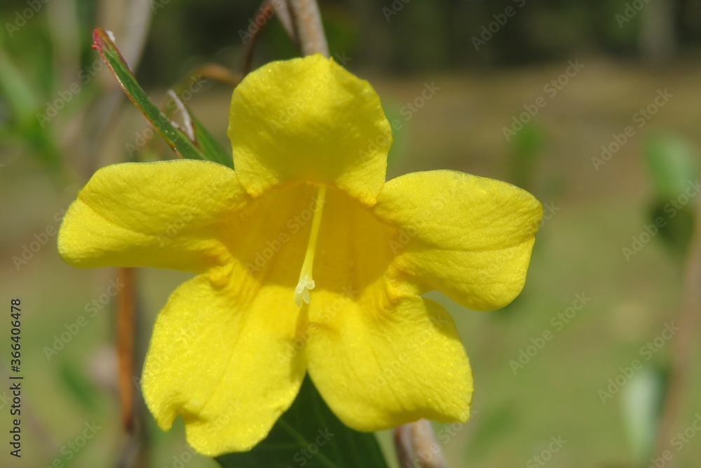 Beautiful yellow allamanda flower in Florida nature, closeup Beautiful yellow allamanda flower in Florida nature, closeup