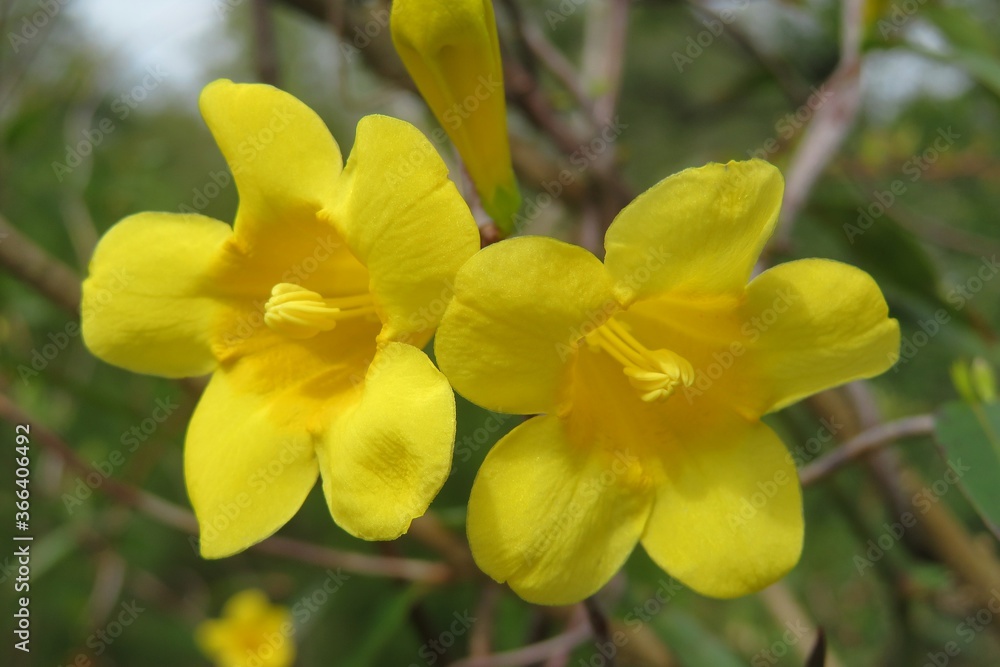 Beautiful Allamanda flowers in Florida zoological garden, closeup Beautiful Allamanda flowers in Florida zoological garden, closeup