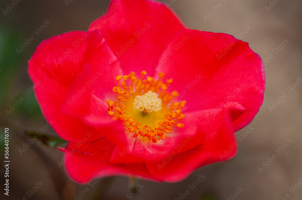 flor abierta flor abierta