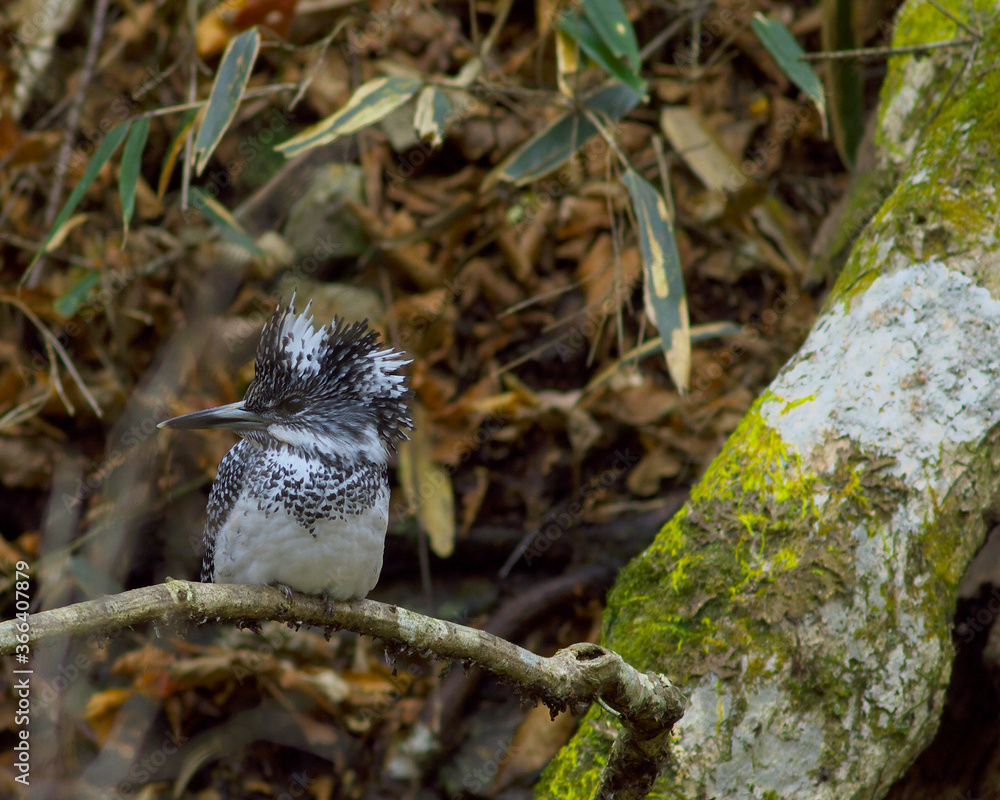 Naklejka premium ヤマセミ