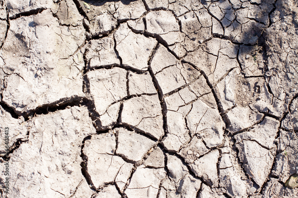 Fototapeta premium Black soil ground which is drying up and cracking due to lack of rain