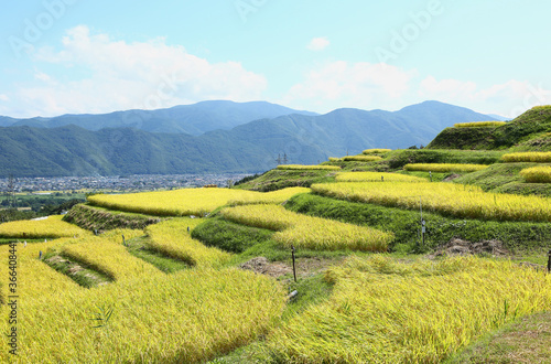 信州　姨捨の棚田