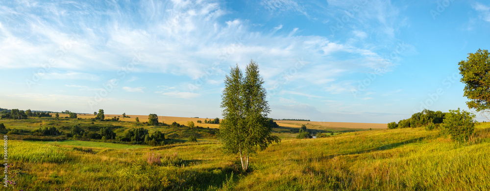 Sunny rural landscape with birch trees and golden wheat fields during sunrise