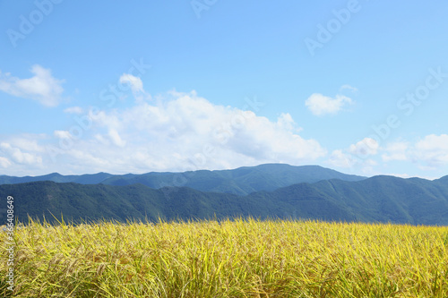 信州の山々と稲