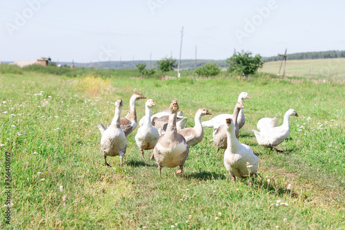 A flock of domestic geese walking in a meadow on a farmhouse. Domestic birds geese in the village