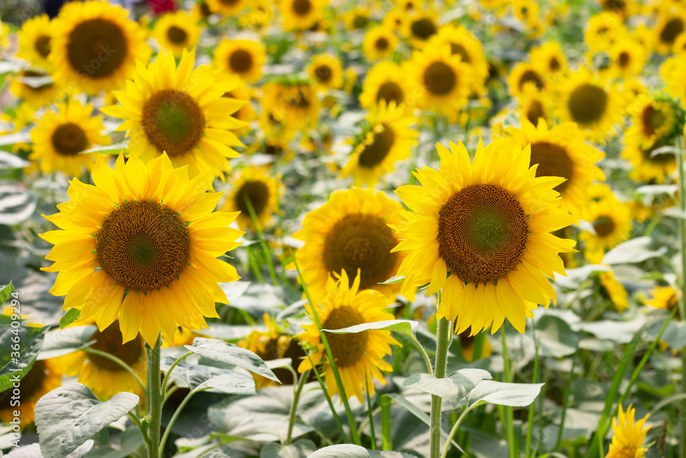 Plenty of sunflowers growing on the farm, summer natural background