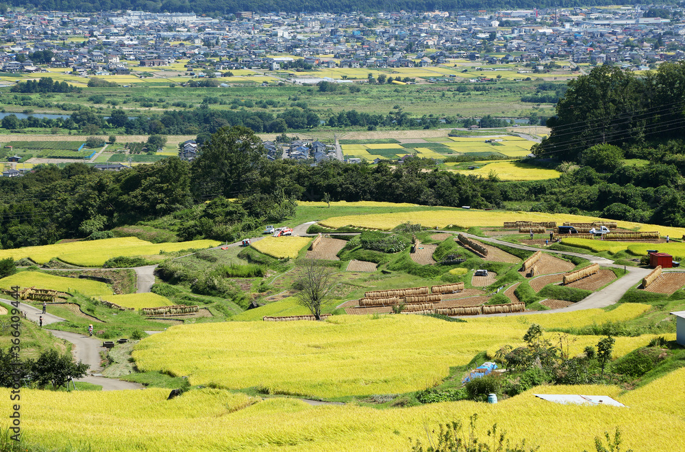 信州　姨捨の棚田