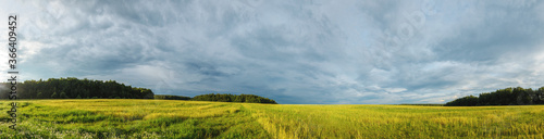 Wide panorama of green field and trees on the edge of field during sunset.Sunny summer panoramic rural landscape.