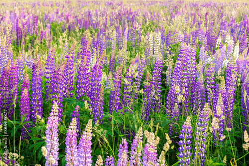 Endless lupine field. Bright purple flowers. Floral meadow in the evening. Plant background