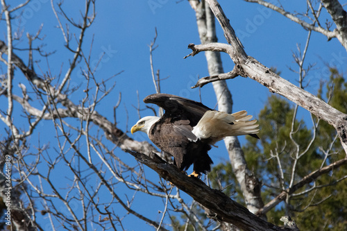 bird of prey on a branch close up - getting ready for flight - bald eagle -  Dale Hollow Lake 