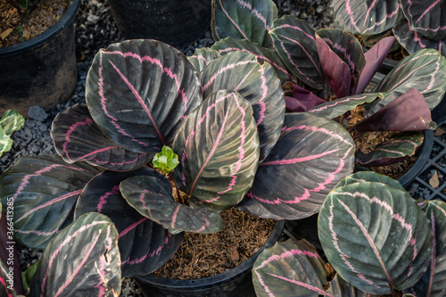 Calathea roseopicta plant or  Rose-Painted Calathea in a garden.