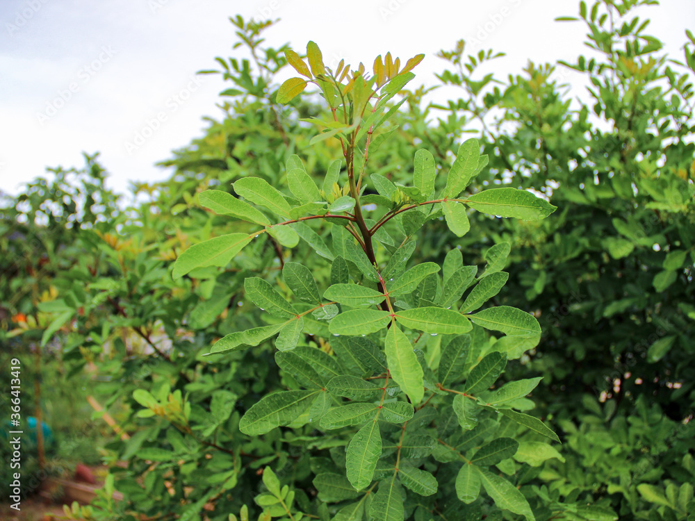 green leaves in the garden green leaves in the garden