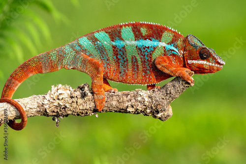 Adult male Ambilobe Panther Chameleon (Furcifer pardalis) photo