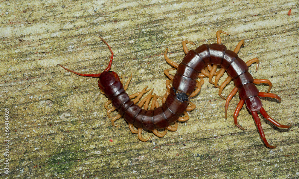 Fototapeta premium The centipede is a poisonous animal