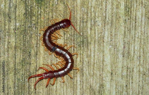 The centipede is a poisonous animal