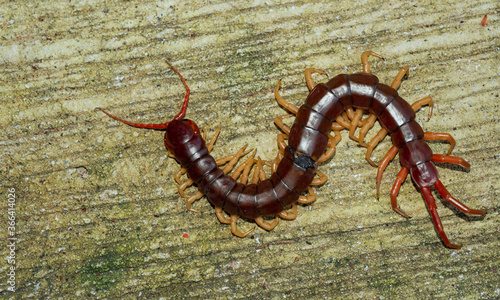 The centipede is a poisonous animal © Anan