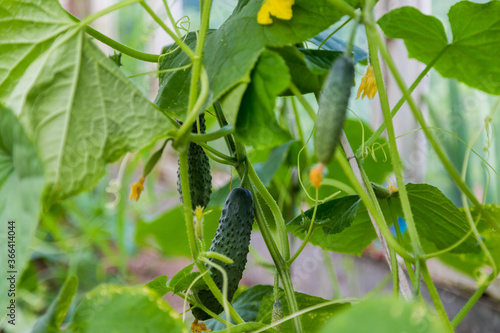 Green cucumber on a branch with yellow flowers