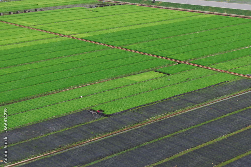 Obraz premium Green rice fields in the rice fields