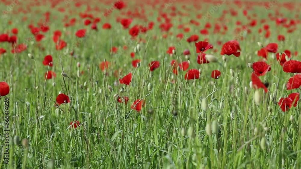 wildlife, insects, bees and flowers, poppy on a green meadow wildlife, insects, bees and flowers, poppy on a green meadow