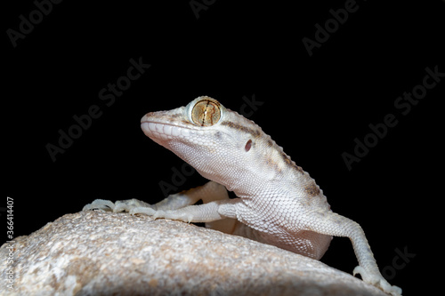 A macro photograph of a light colored common household Gecko on a rock