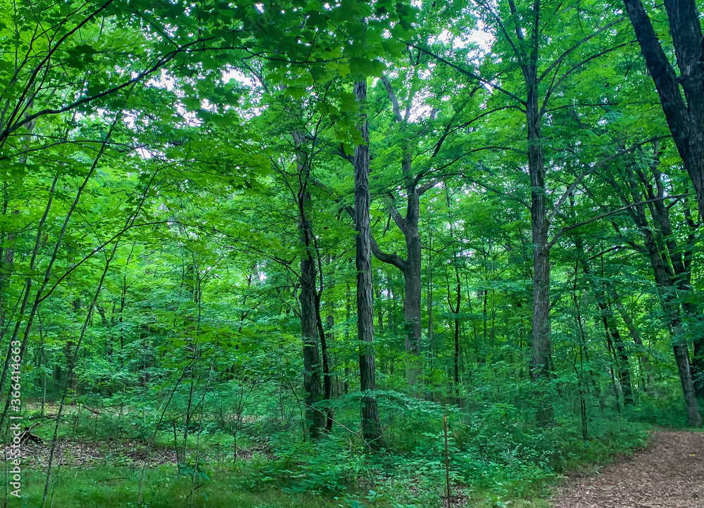 Path in the Forest Path in the Forest