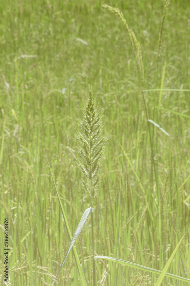 Beautiful Rice field green background. Beautiful Rice field green background.