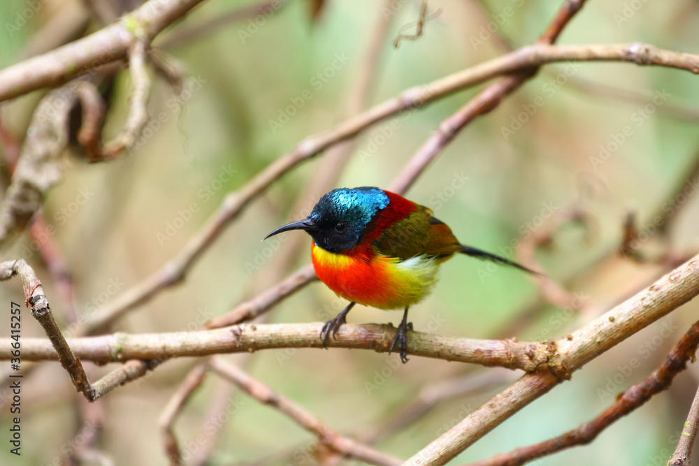 Green-tailed sunbird (Aethopyga nipalensis angkanensis) subspecies found on the summit of Inthanon national park, Thailand (soft focus from fog on the summit) Green-tailed sunbird (Aethopyga nipalensis angkanensis) subspecies found on the summit of Inthanon national park, Thailand (soft focus from fog on the summit)