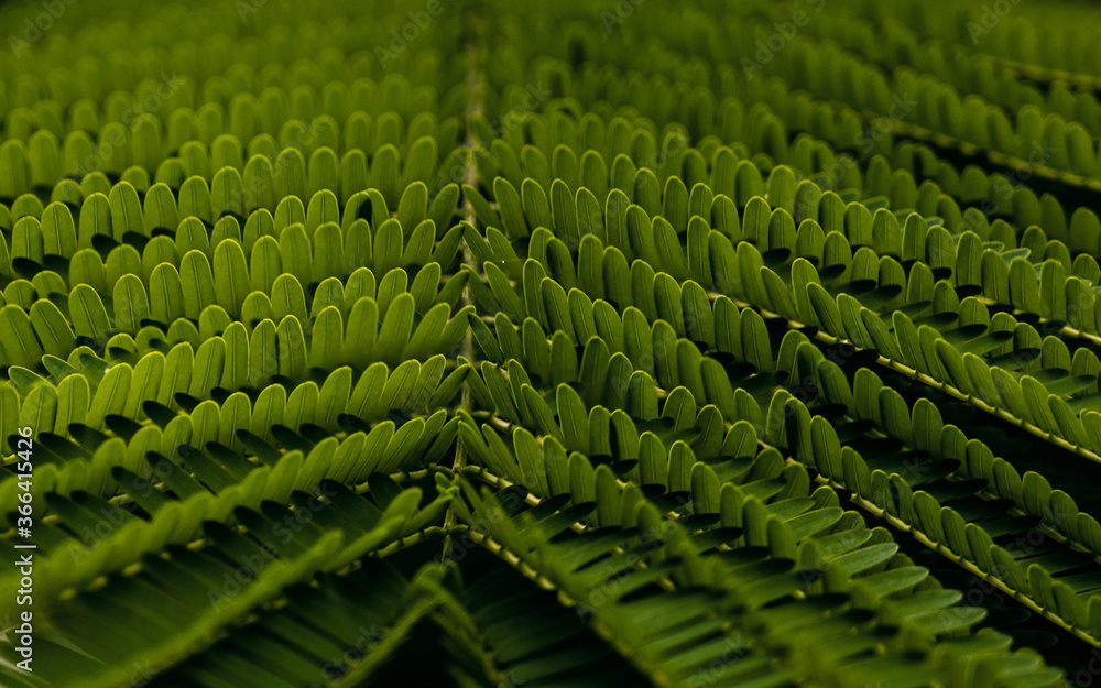 Fototapeta premium green laef background