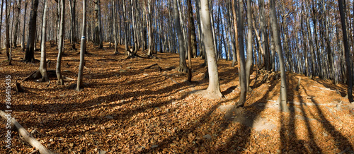 Fototapeta Naklejka Na Ścianę i Meble -  Path through a beech forest, Bieszczady Mountains