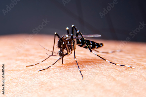 Quadro su tela Striped mosquitoes are eating blood on human skin