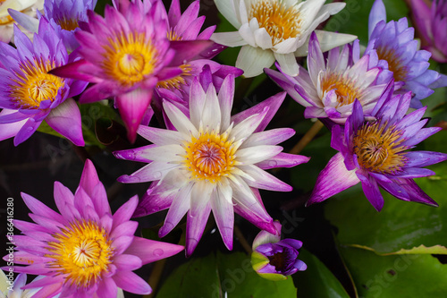 Many blooming lotus flowers Suitable for natural backgrounds.