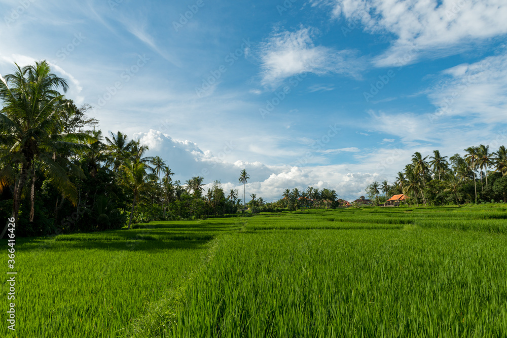 Rice fields in Ubud Rice fields in Ubud