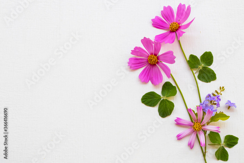 colorful pink flowers cosmos  arrangement flat lay postcard style on background white wooden