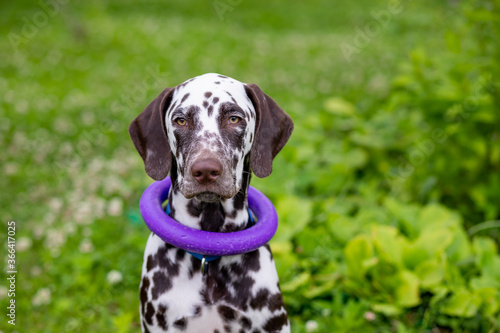Happy young Dalmatian dog sitting outdoors with a puller ring toy around its neck. The portrait of Dalmatian puppy is sitting on meadow, in garden,looking attentively. dog training.