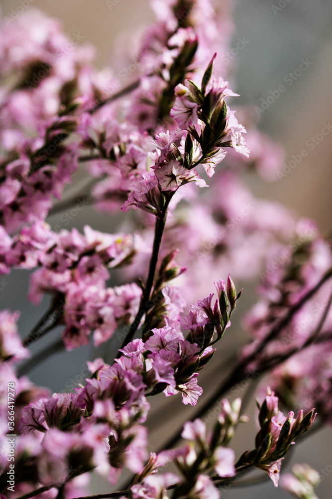 Macro closeup inflorescence of blooming Limonium also known as sea lavender, statice, caspia or marsh rosemary flower.