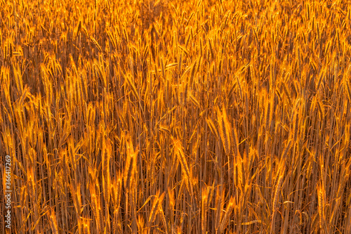 barley field with beautiful ears in the light of sunset covered with golden light. rich rural background