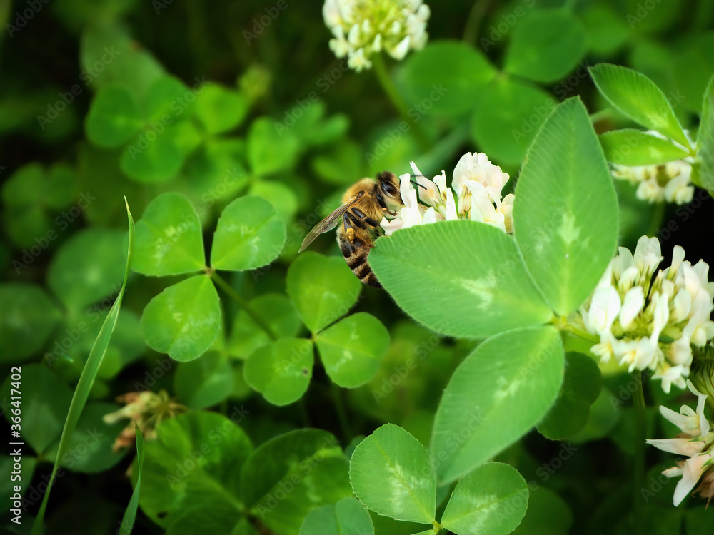photo of a hardworking wild bee that pollinates clover flowers photo of a hardworking wild bee that pollinates clover flowers