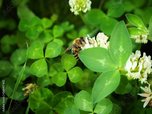 photo of a hardworking wild bee that pollinates clover flowers