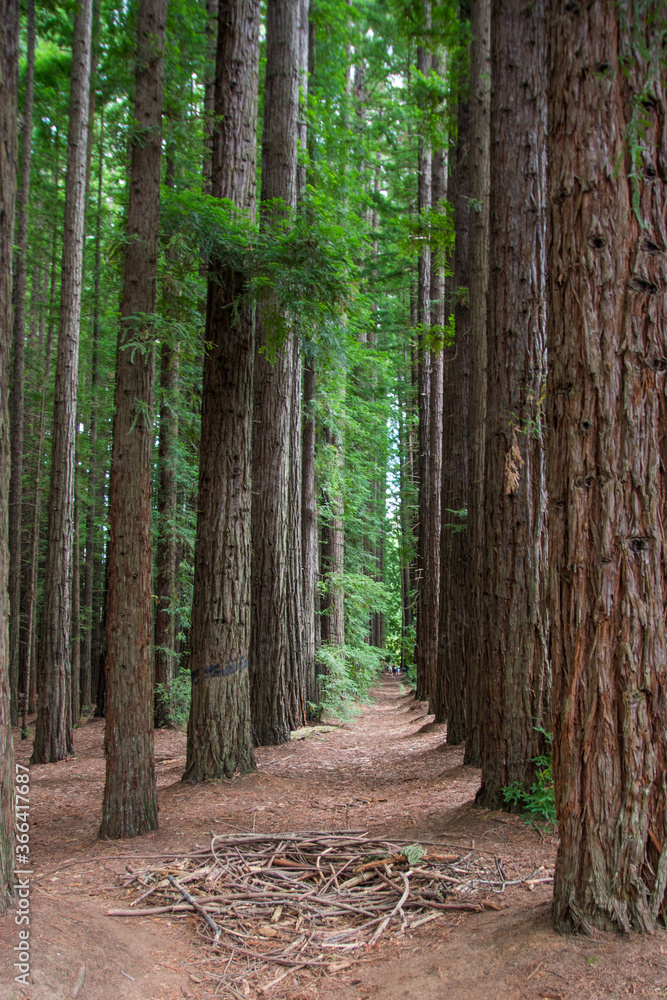 Fototapeta premium Warburton forest