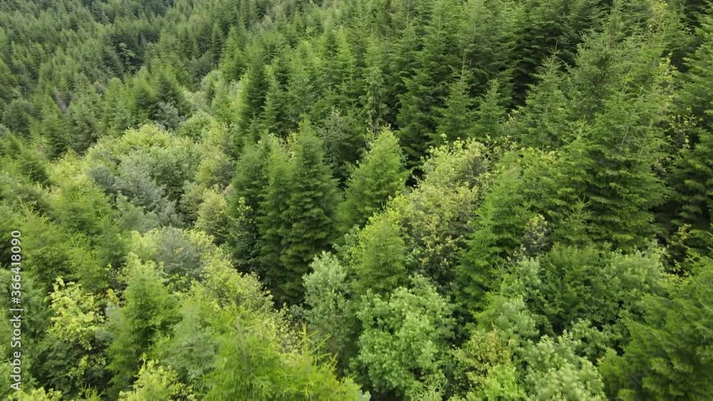 Aerial drone shot of green forest, cloudy day. Beautiful natural wonder. Tree peaks stand out, pristine and untouched nature reserve. Wild nature elements. Aerial drone shot of green forest, cloudy day. Beautiful natural wonder. Tree peaks stand out, pristine and untouched nature reserve. Wild nature elements.